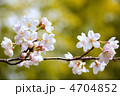 桜　９