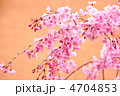 桜　１０
