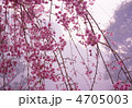 桜風景　３