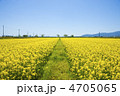 菜の花畑