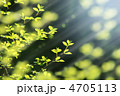新緑