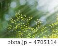 新緑