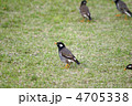 ムクドリ
