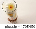プルメリア