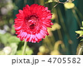 ガーベラの花