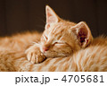 爆睡猫