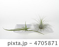 2種類のエアープランツ1