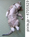 猫 猫