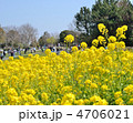 菜の花が美しい葛西臨海公園