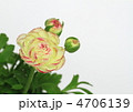 ラナンキュラスの花と蕾
