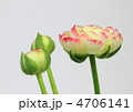 ラナンキュラスの花と蕾