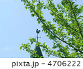 風見鶏_新緑