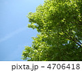 青空と新緑