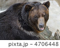 ヒグマ