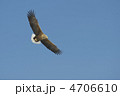 オジロワシ
