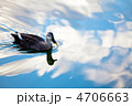 鴨