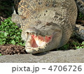 ワニ