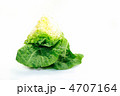 白背景の白菜