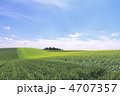 北海道の夏