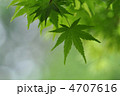 新緑のイロハカエデ