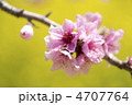 ももの花