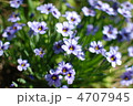 紫花