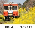 菜の花といすみ鉄道
