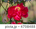 赤い牡丹の花