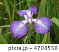 花菖蒲　紫色ひとつ
