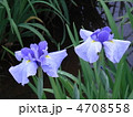 花菖蒲　藍色ふたつ