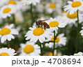 蜂の休憩