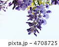 藤の花