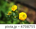 ラナンキュラス