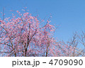 枝垂桜