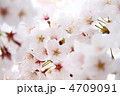 満開の桜