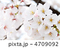 満開の桜