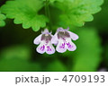 カキドオシ