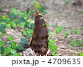 タケノコ