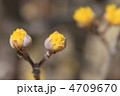 サンシュユの、ほころびかけの花芽