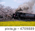 ＳＬと菜の花