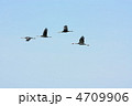 鹿児島県出水市のツル渡来