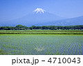 田植え