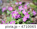 雪割草の花