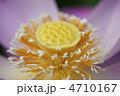 蓮