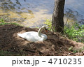 春の光を浴びてくつろぐ白鳥
