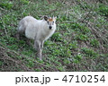斜面にたたずむニホンカモシカ