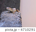 ユーモラスなカナヘビ