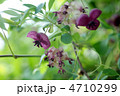アケビの花