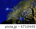 夜の荘川桜