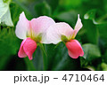 えんどう豆の花